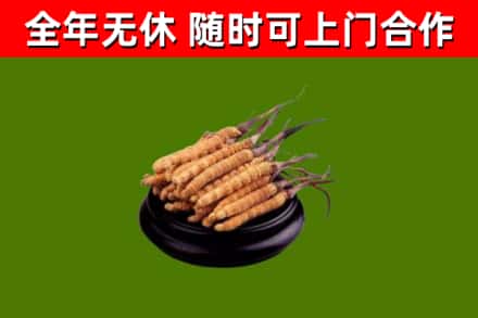 梁溪回收冬虫夏草